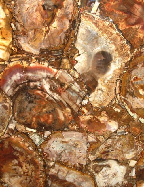 Petrified Wood(Natural)
